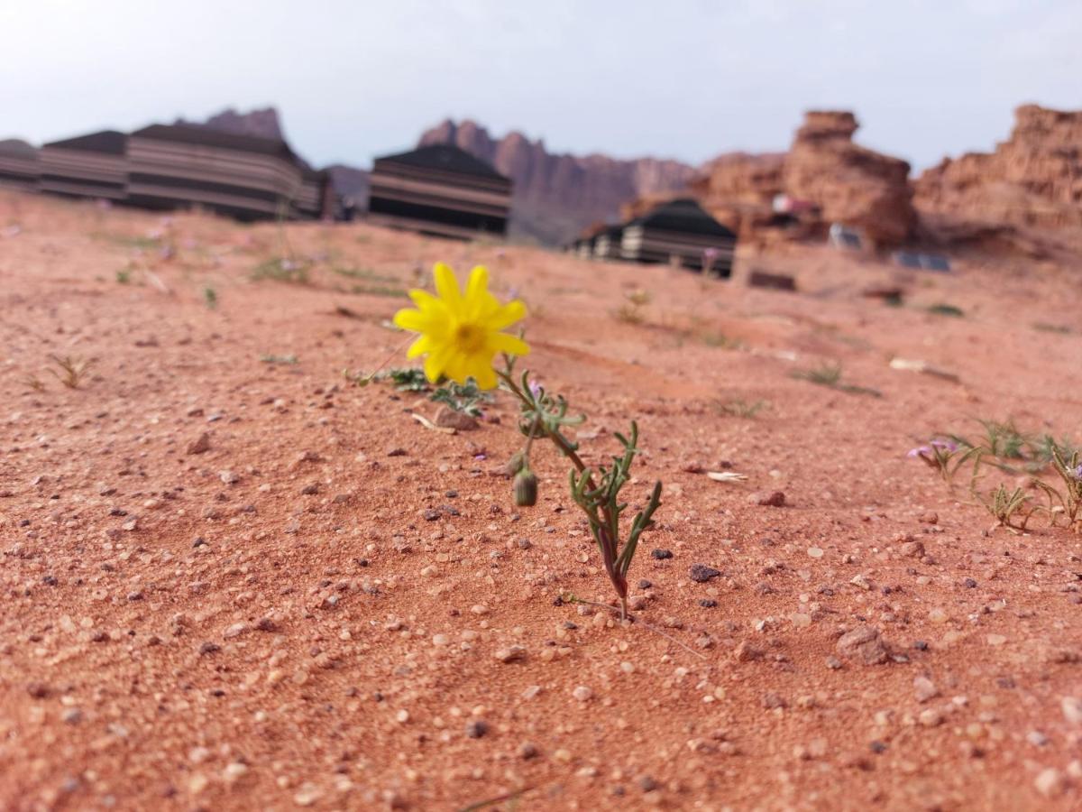 Bedouin Future Camp Hotell Wadi Rum Exteriör bild