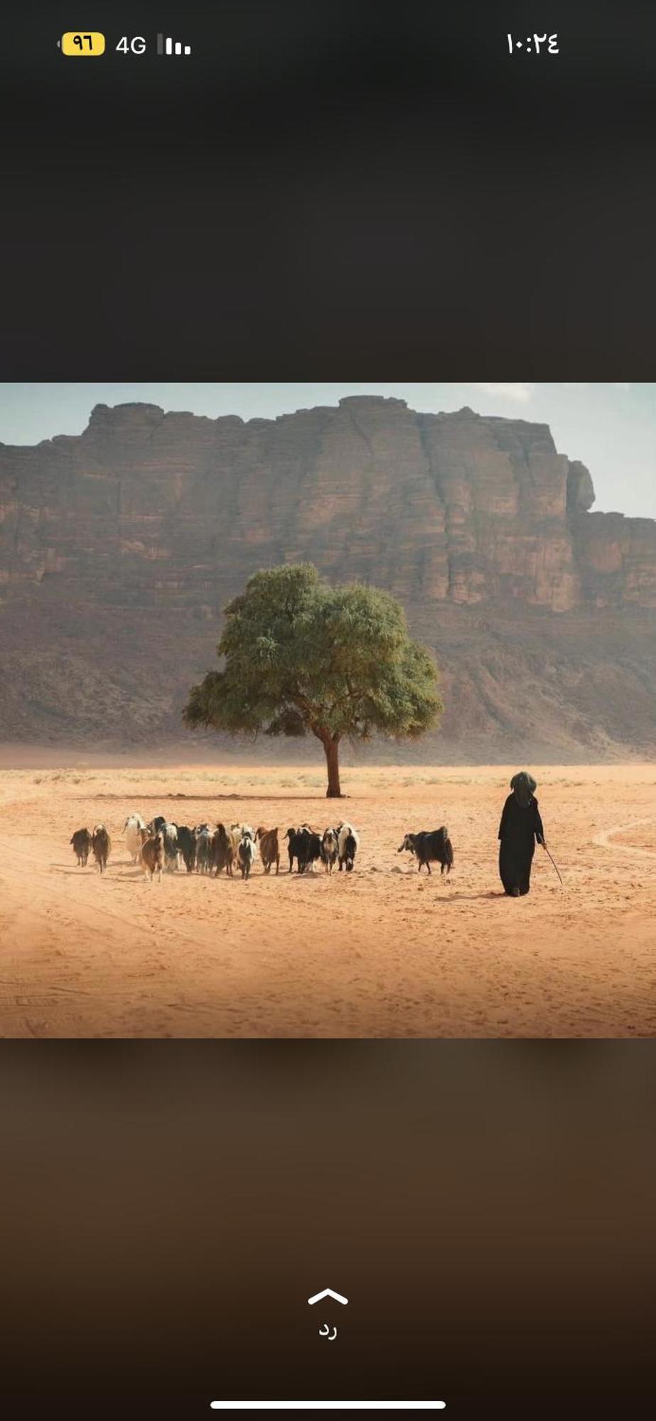 Bedouin Future Camp Hotell Wadi Rum Exteriör bild